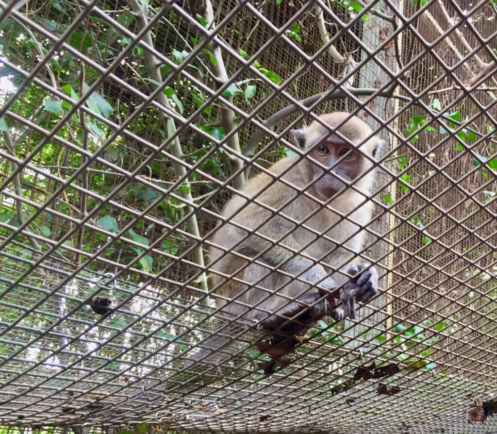 Monkey jungle Miami