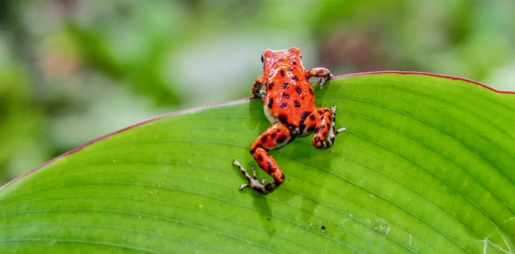red frog 