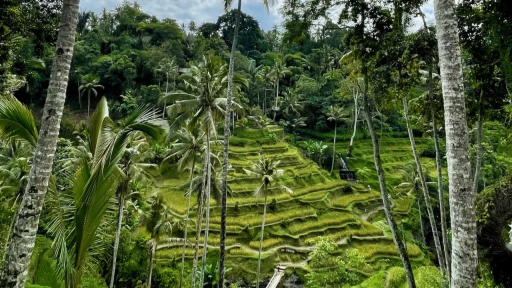 migliori risaie Bali Tegalalang