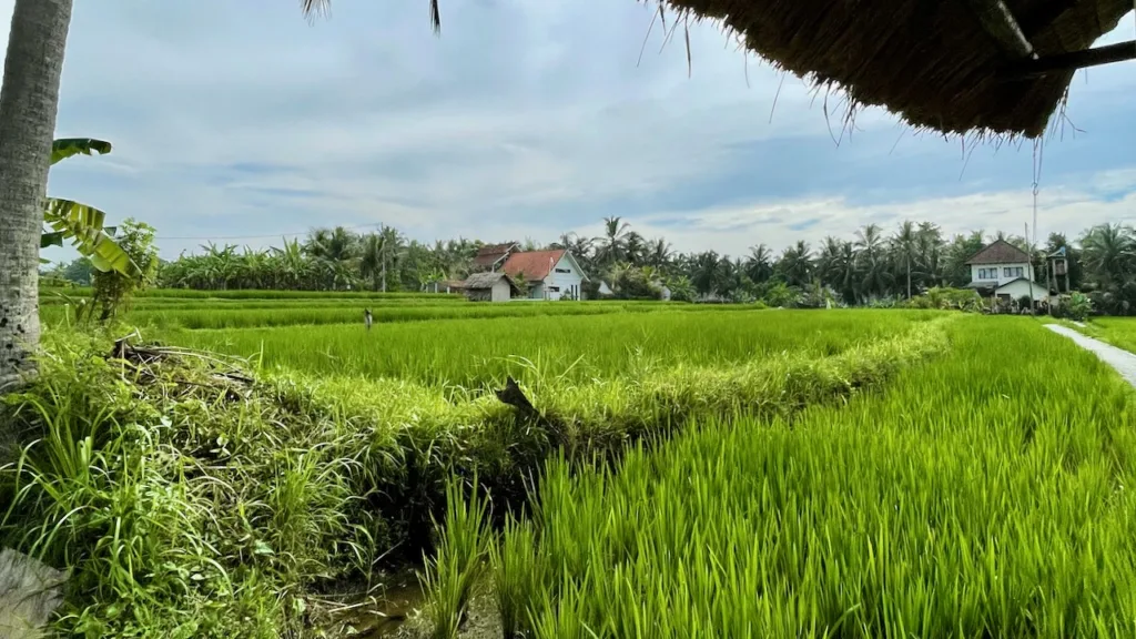 Risaie urbane di Ubud Bali