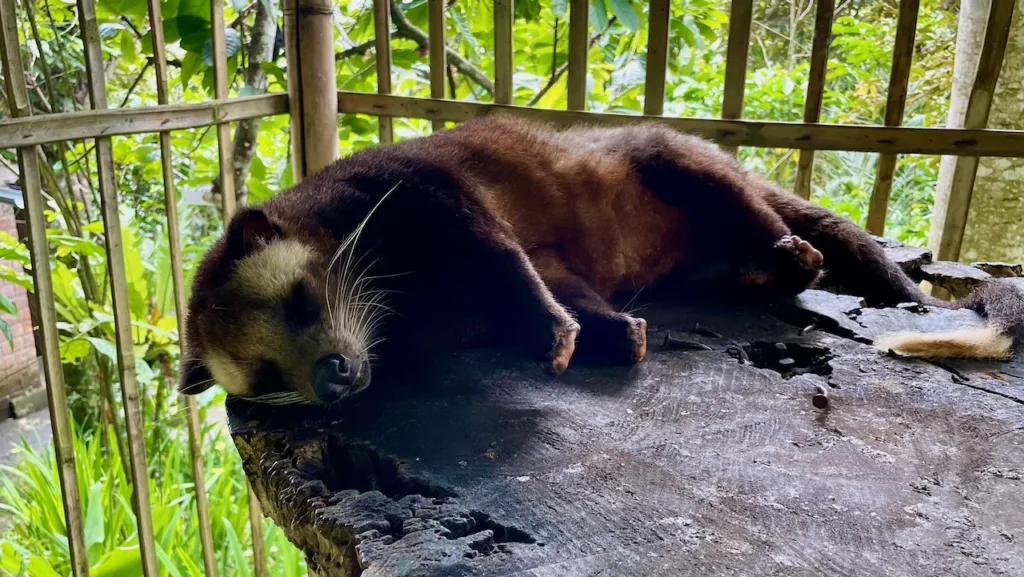 luwak animale caffè bali