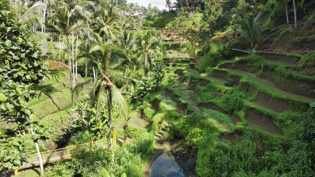 Subak coltivazione riso a Bali