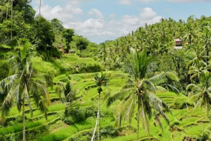 Risaie più belle di Bali