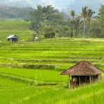 risaie di Jatiluwih a Bali