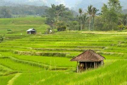 risaie di Jatiluwih a Bali