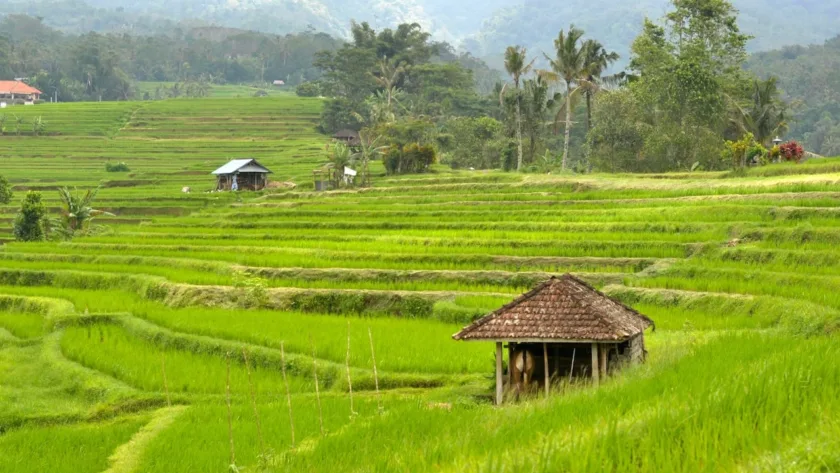 risaie di Jatiluwih a Bali