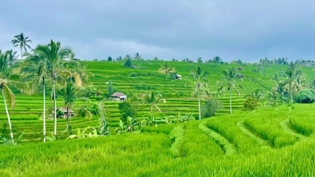 Panorama risaie Jatiluwih a Bali